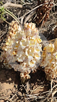 Flowering Cistanche TubulosaÂ Loki Mula plant, wild flowering Fox Radish plant, close up view